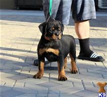 rottweiler puppy posted by Von Aslan Rottweiler Kennels